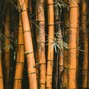 JAYNASZA - BAMBOO