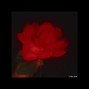 XK Luc - ROSES (Lil Peep Emo Guitar Type Beat)