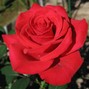 qfinesse - rosa