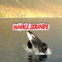 Tiger Backwoods - Whale Sounds - Mediative Type Beat