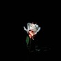 tobiko - Rose - [G-Eazy type beat]
