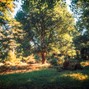 yungkingcrow - in the woods (prod. yungkingcrow)