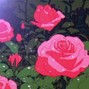 Tesmond - Roses