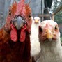 Fry That Chicken - EVADING THE POLICE