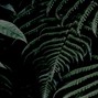 poorplayer - kennebec