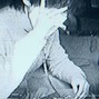 brightremmy1 - chill destroylonely x domcloreo x benjicold BUY 2 GET 1 FREE