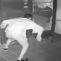 imdead - Burglar