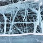 CAVY - Frozen