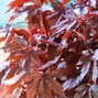 dubito - {west coast} Panama Red
