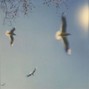 xy1va - birds
