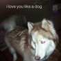 xy1va - dog