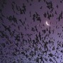 lil bird - gatekeeper