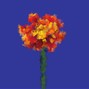Marigold - Gang