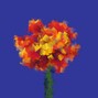 Marigold - Pills