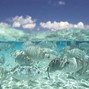 Lox - (D#Minor 140BPM) MoreFishInTheSea