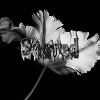 Sacred