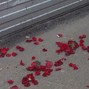 rsmsc - roses