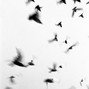 Dead Retire  - bird