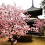 905cupid - Sakura