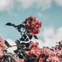 PlugBeats - "Vibes" - Chill Piano Trap Beat 2018