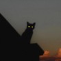 Lost Dog - Night