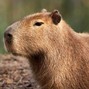 charliecrum - CAPYBARA