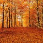 RB - FALL ON SUNDAYS