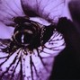 sergei02np - CRASH TONIGHT