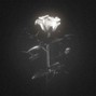 wydtillo - Dearly Beloved