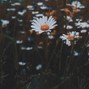 NOSND - XOXO