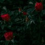 Chosen - Broken