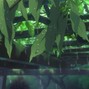 vic0 - rain