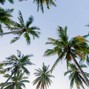 Passtense - Palm Trees