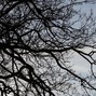 crier - BRANCHES
