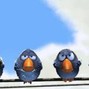 HBK Cheese Beatz - Birds Remix