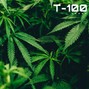T-100..... - Light It Up - Beyonce | Ice Spice | Doja Cat Type Beat