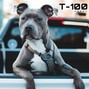 T-100..... - Pa Donde Vas - El Alfa | Lil Jon | Pitbull Type Beat