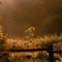 In Bloom - so bright | Indie Folk Acoustic Type Beat