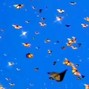 Lon tha Don - Butterfly Chain