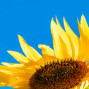 Rebbel - Sunflower (Indie Pop)