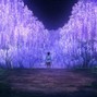 HoelProd.  - Wisteria 