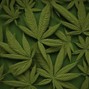 Lil Tay - Smoke Weed #beat #bts #Jazzrap