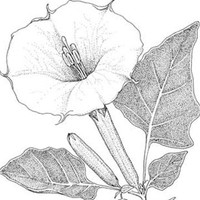 Datura