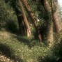 N.K.D - Forest 