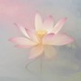 prodbyuntrue - LOTUS