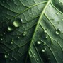 ahozziialpha - RAIN
