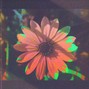LofiTypeBeats - Flower