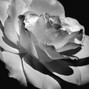 YOUNGUSAS - white roses