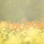 eternittty  - Wind