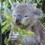 A$HOT - Eucalyptus